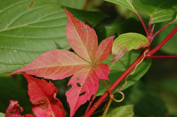 Leaves