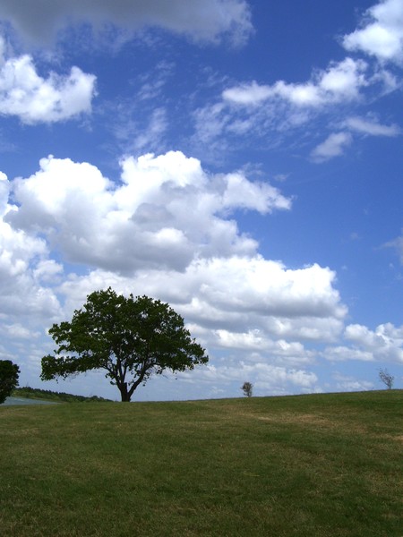 oak of righteousness