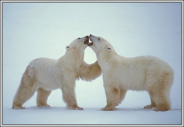 Private Bear Business