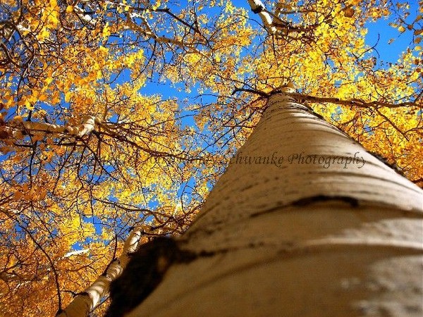 Aspen Dreaming
