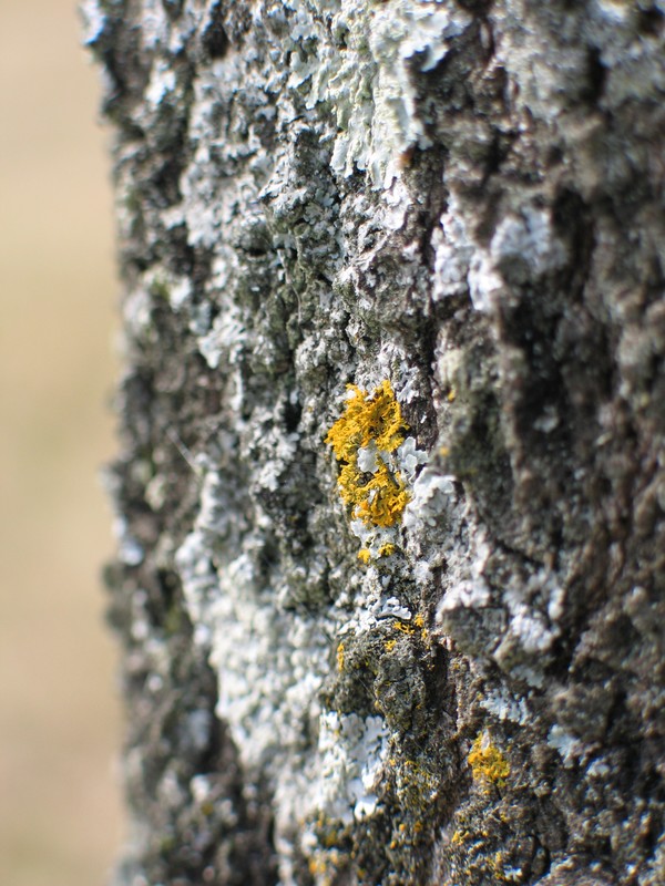 Killer Mold?