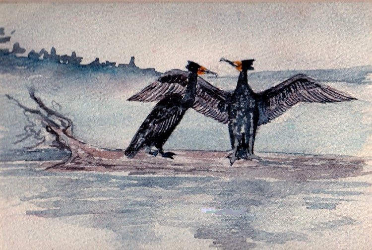 cormarants drying