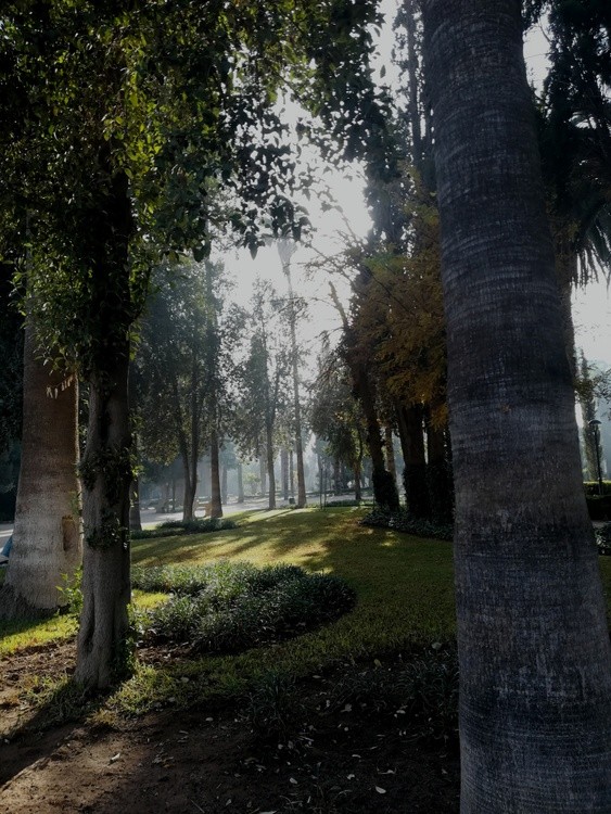 enchanted forest
