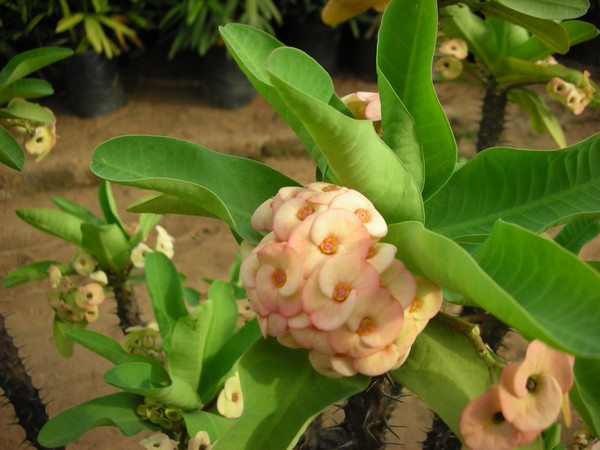Euphorbia