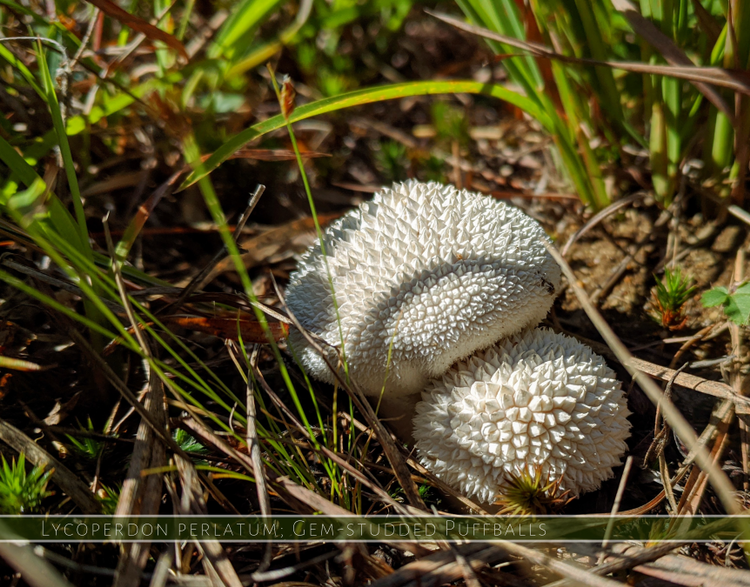 Gem-Studded Puffballs - Lycoperdon Perlatum