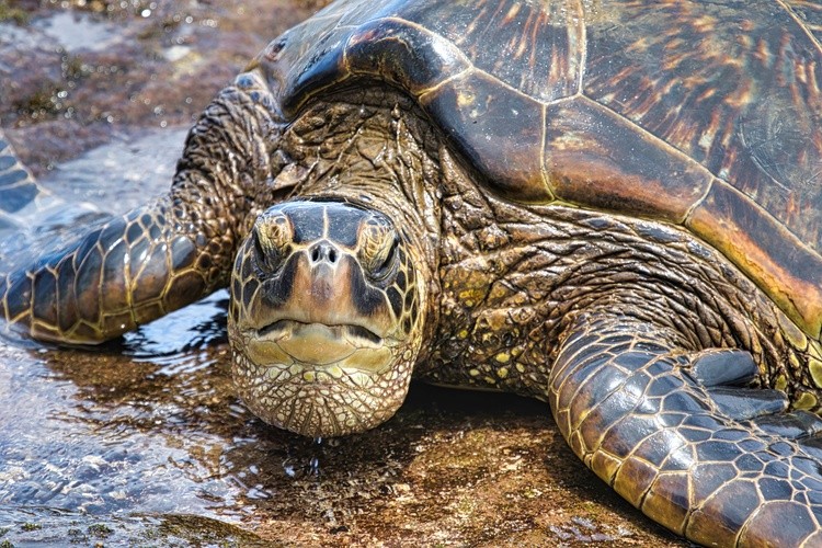 Grumpy Honu