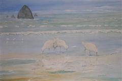Shorebirds on the Oregon Coast