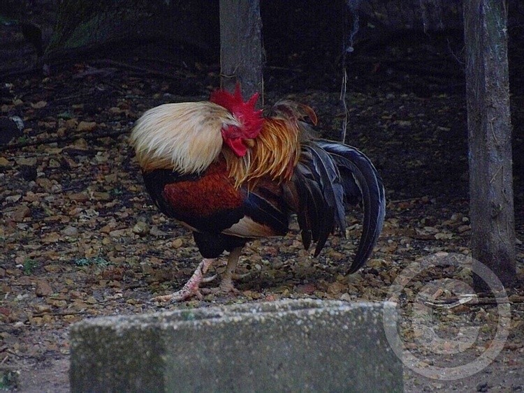 Preening Rooster