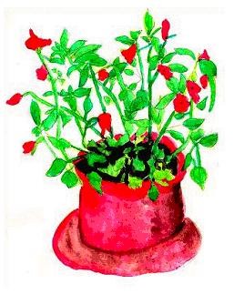 red impatiens
