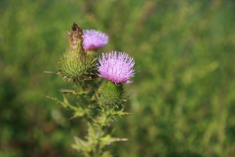 BLOOMS