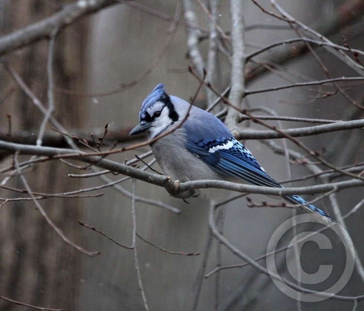 Bluejay 