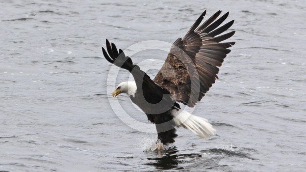 2015 Bald Eagle (2)