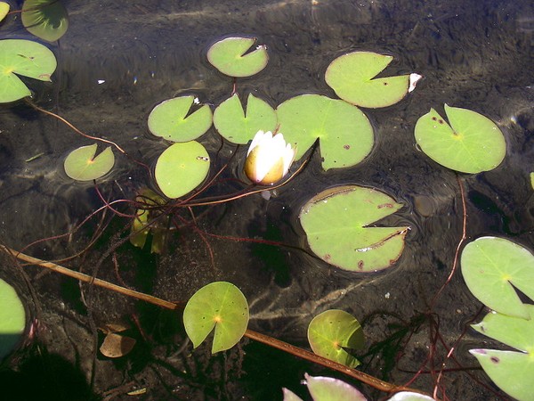 Lily Pads