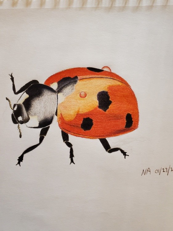 Ladybug