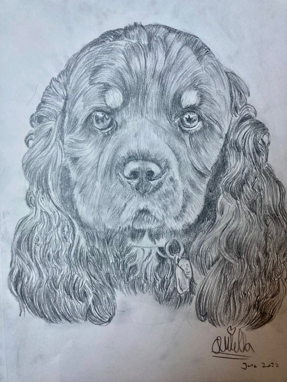Pencil Drawing of Koda