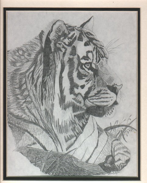 tiger