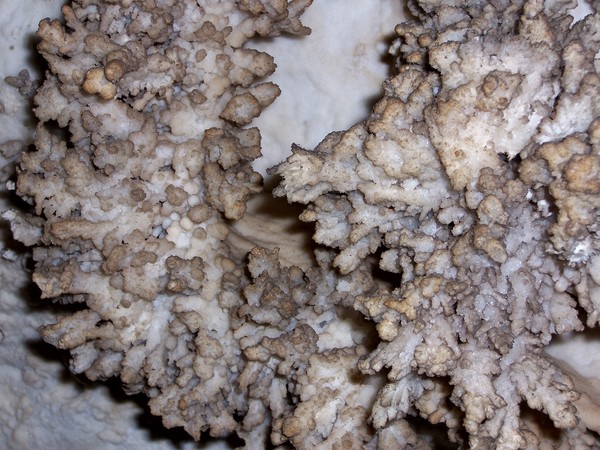 Cave Warts