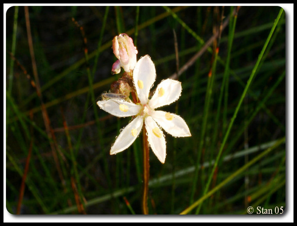 Morning Dew