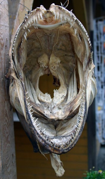 Fish head July 2004