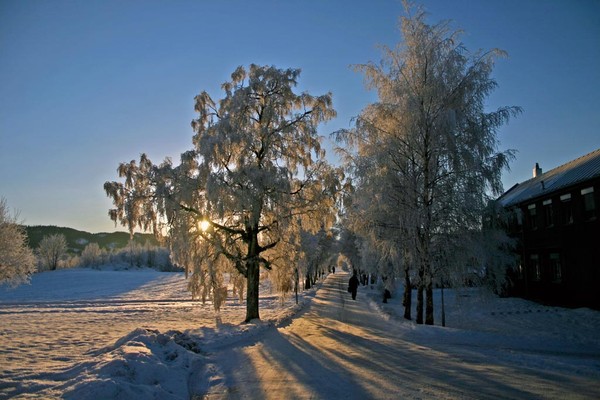 Winter sun in a cold morning