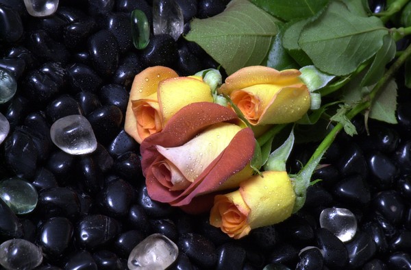 copper/yellow roses