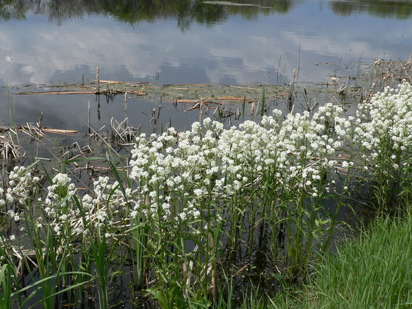 Mystery Plants