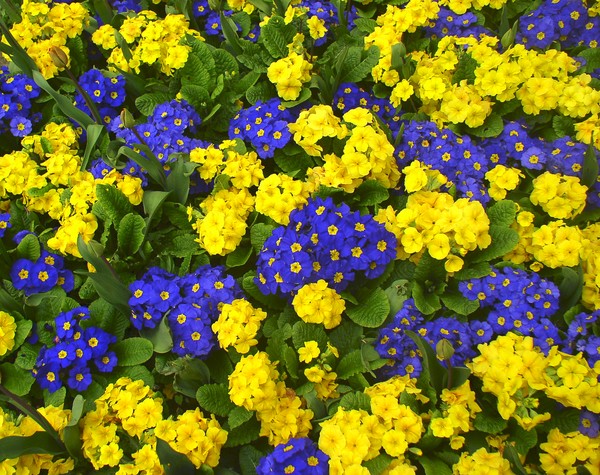 Bountiful Primroses