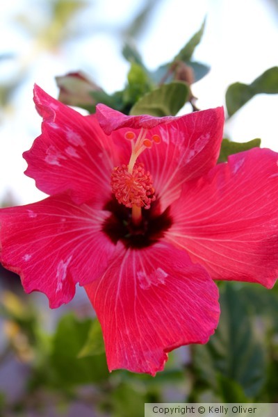 Tropical Flower