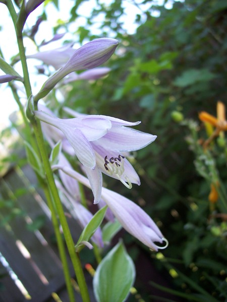 Hosta Flower 2