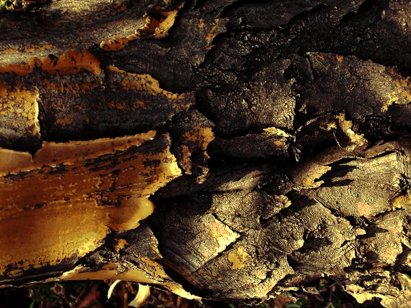 Worse Bark I