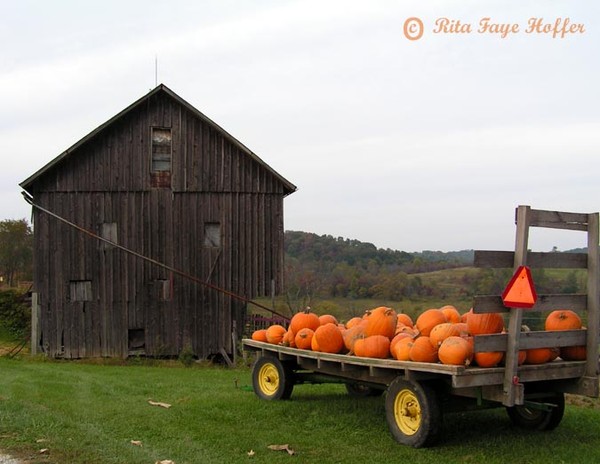 Wagonload of Pumpkins
