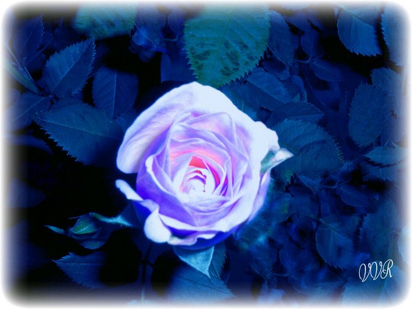 Loves Enduring Glow 
