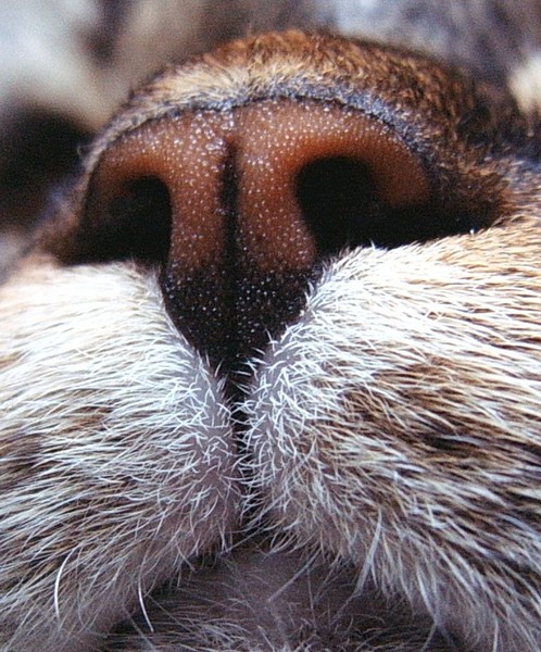 Nosey Cat