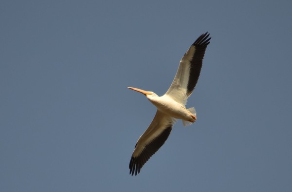 Pelican