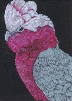 Clyde - Rosebreasted Cockatoo