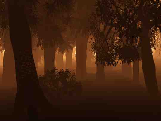 Avang Forrest