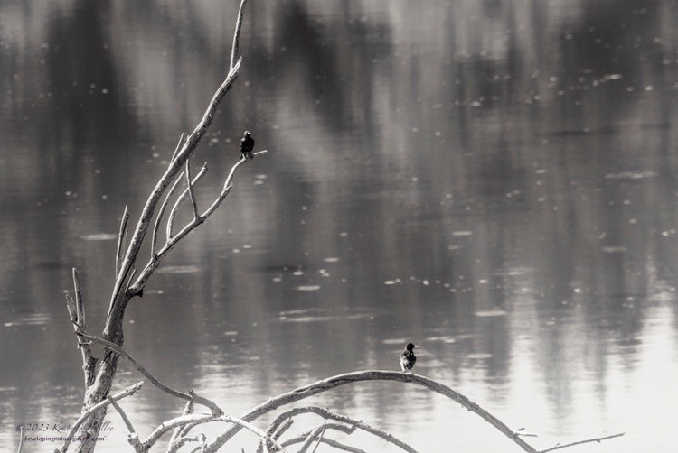 Darling Birds at the River