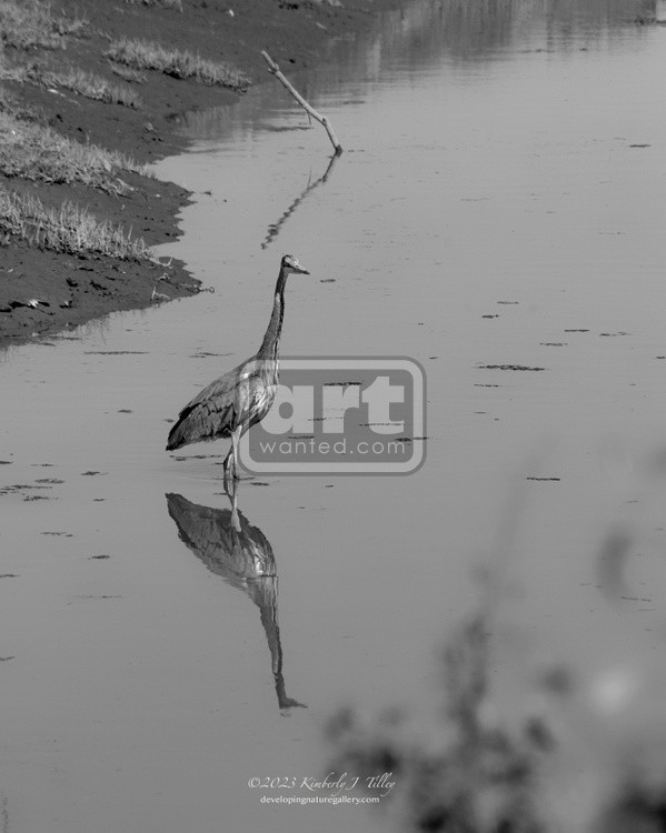 Heron in Canal P6736