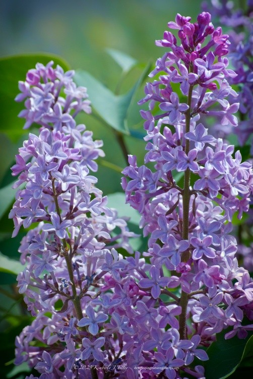 Lilacs P5390 