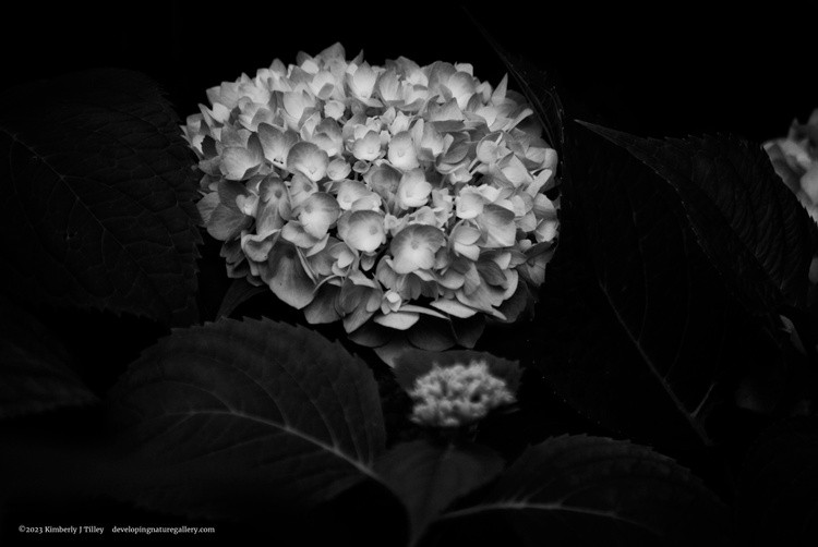 Black & White Hydrangea P0704