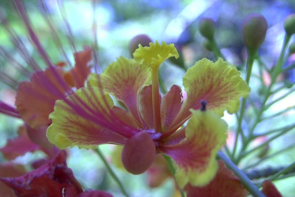 Fire Orchid