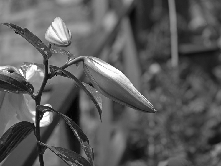 Lilly In Waiting