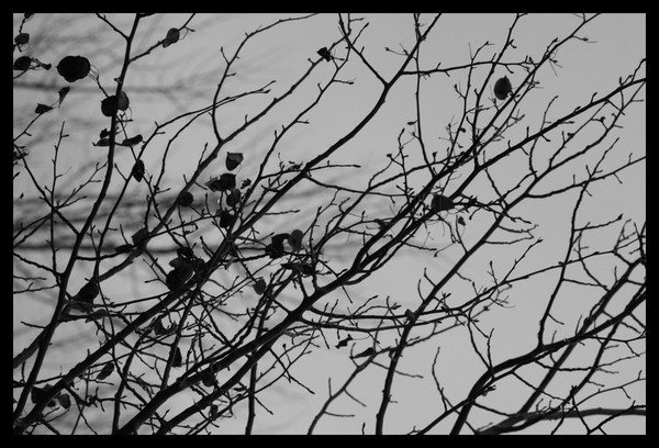 Branches 2