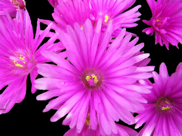 Up Close 015