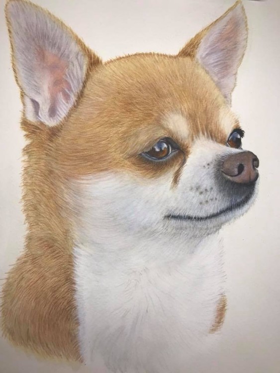 Chihauhua