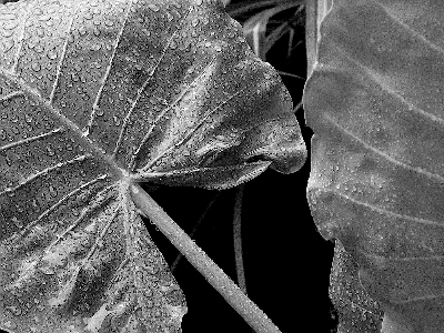 Dewdrops