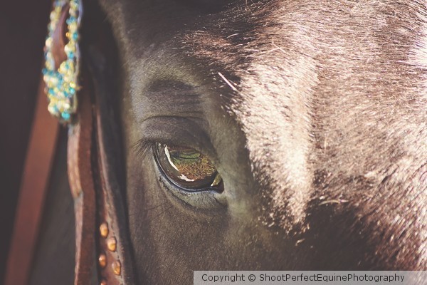 Peppers Eye