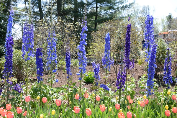 Tulips and Delphinium at Mount Cuba