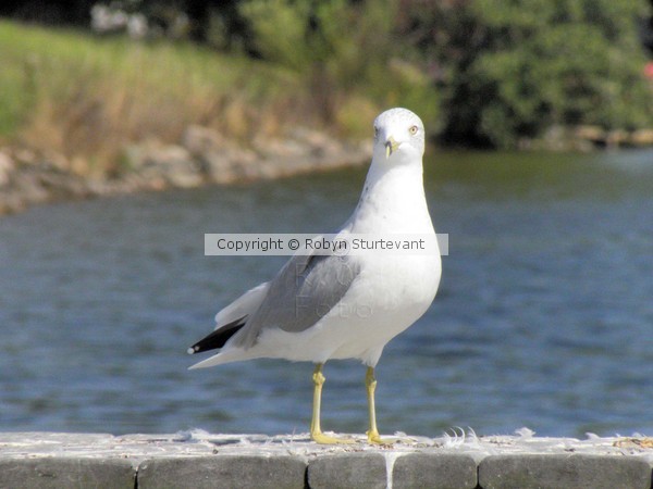 Seagull