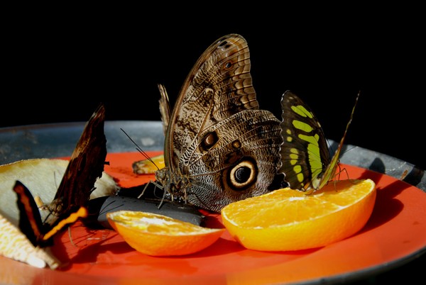 Moth @ Breakfast